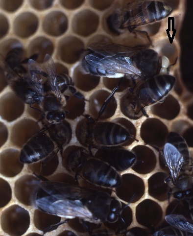 Offspring from a queen who is heterozygous for the recessive trait "white eye color". The queen and the working bees are diploid and have dark eyes. Of the haploid drones, 50% have white and 50% have dark eyes.